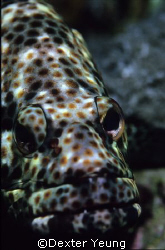 a stationary grouper by Dexter Yeung 